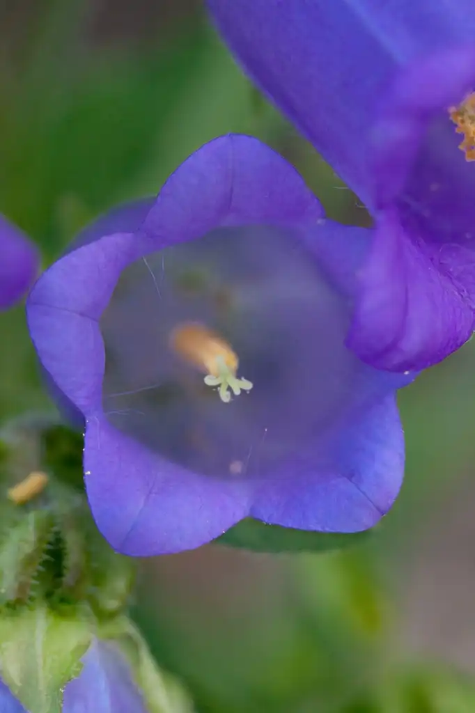 Photo of Campanula medium (Campanula mediums)