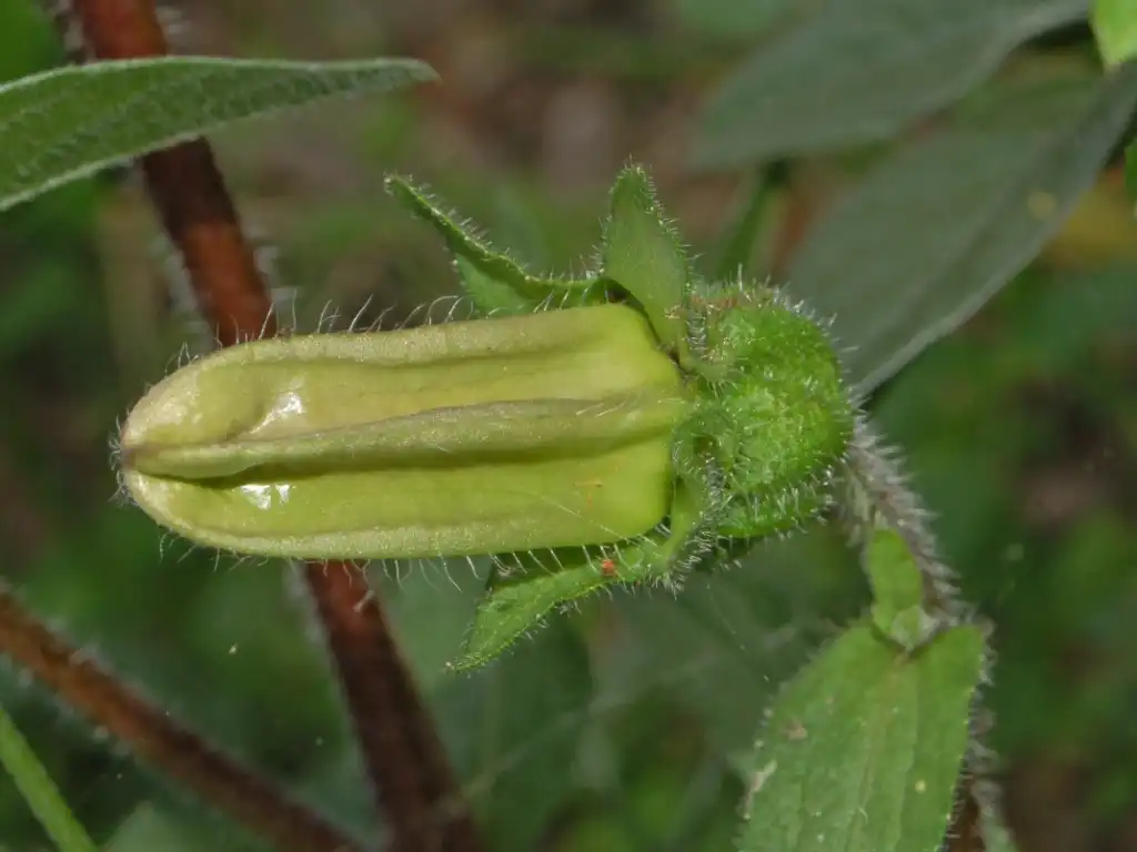 Photo of Campanula medium - Flower bud:Hectonichus
