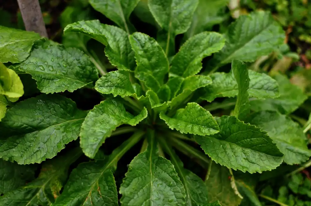 Photo of Campanula medium - Rosette:Azchael