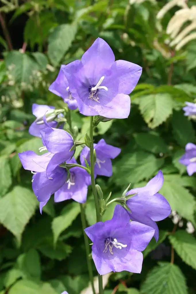 Photo of Campanula persicifolia (Campanula persicifolias)
