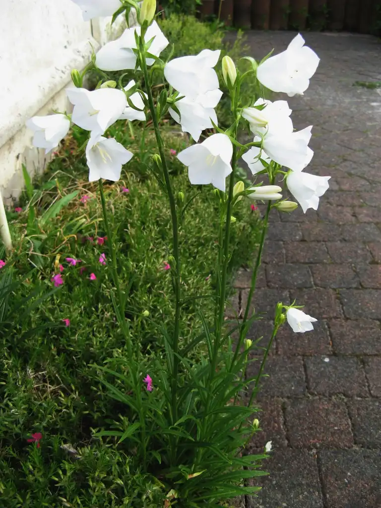 Photo of Campanula persicifolia (Campanula persicifolias)