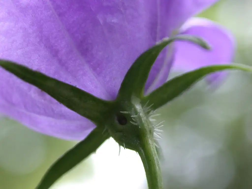 Photo of Campanula persicifolia - Back of flower and stem:Olivier Pichard