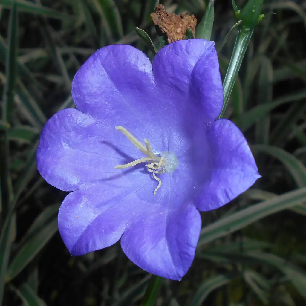 Photo of Campanula persicifolia - Closeup of flower:Salicyna