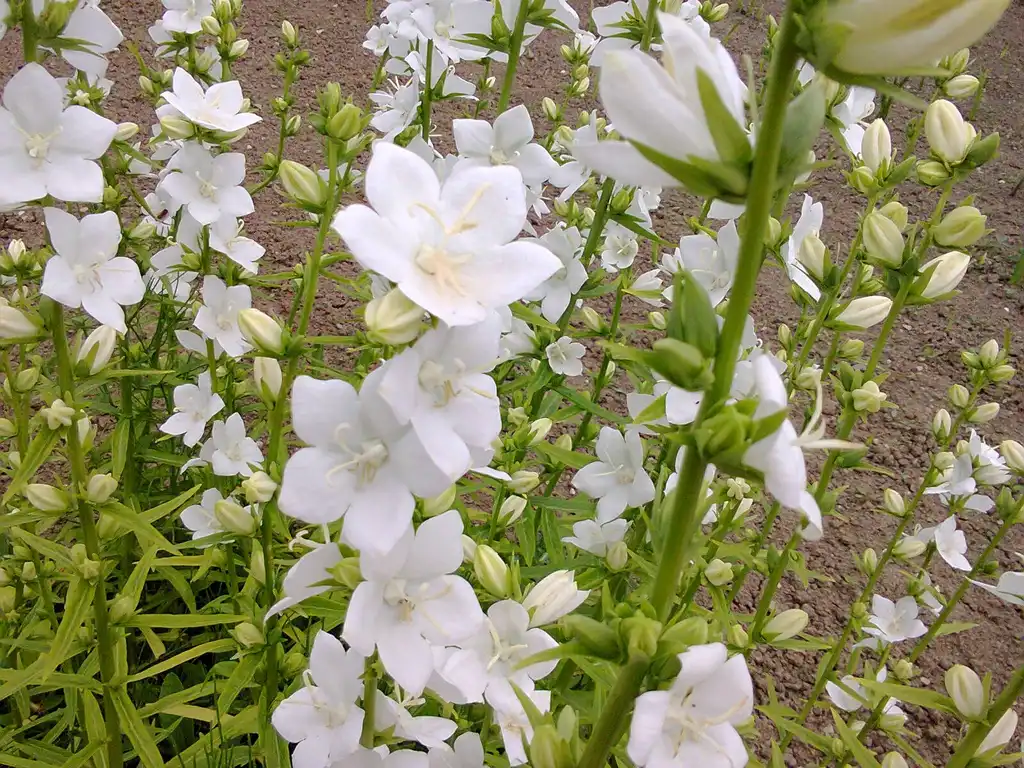 Photo of Campanula persicifolia - Flowers:Denesferi