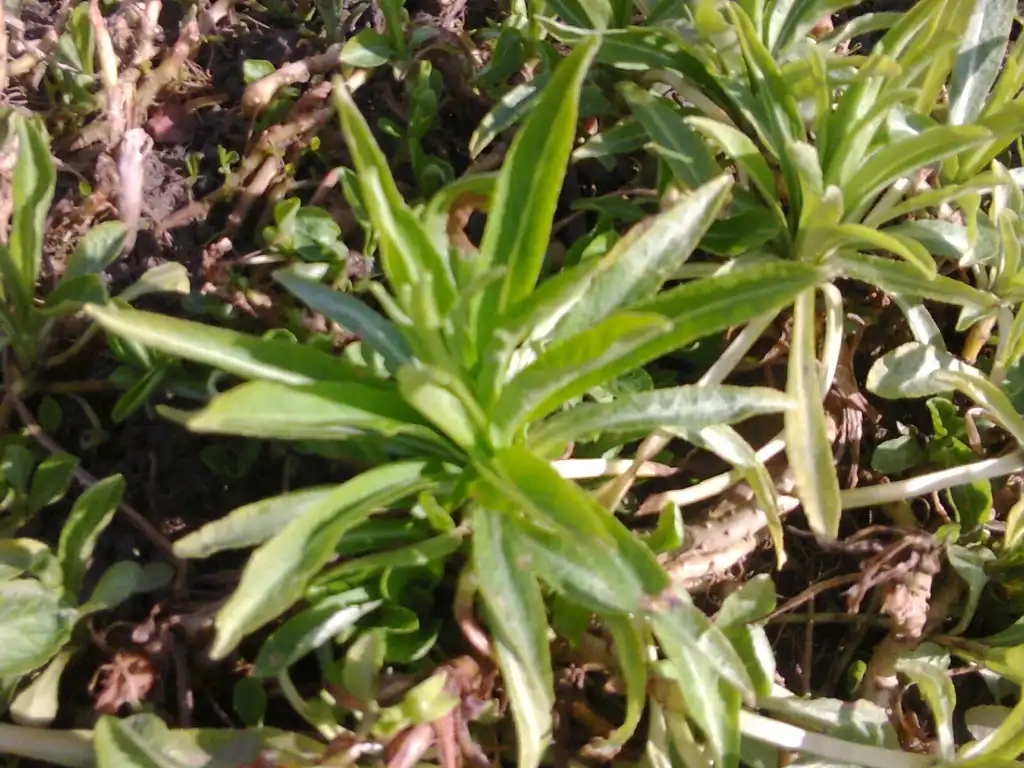 Photo of Campanula persicifolia - Rosette of leaves:DenesFeri