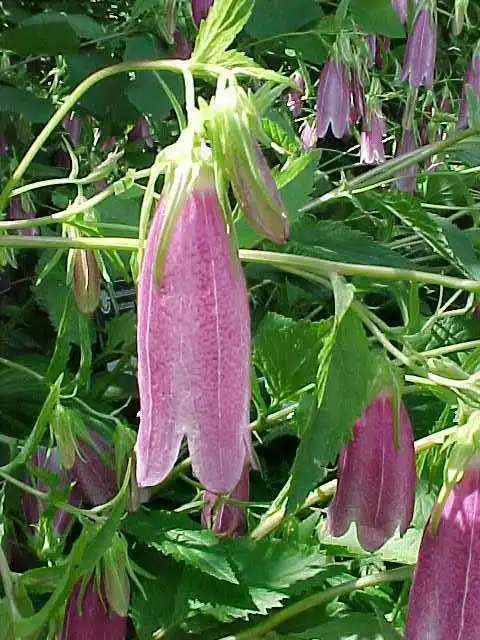 Photo of Campanula punctata (Campanula punctatas)