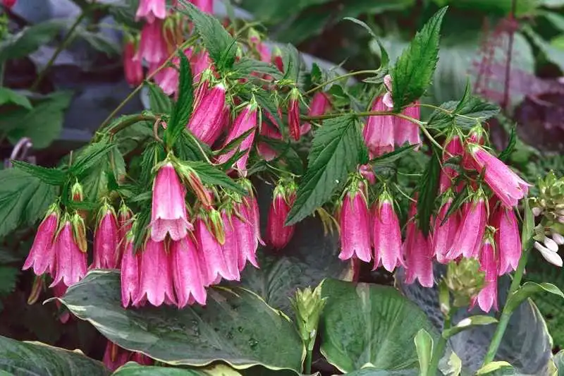 Photo of Campanula punctata (Campanula punctatas)