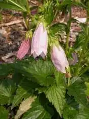 Photo of Campanula punctata - Campanula punctata 'Pink Bells':Ecohuis Antwerpen