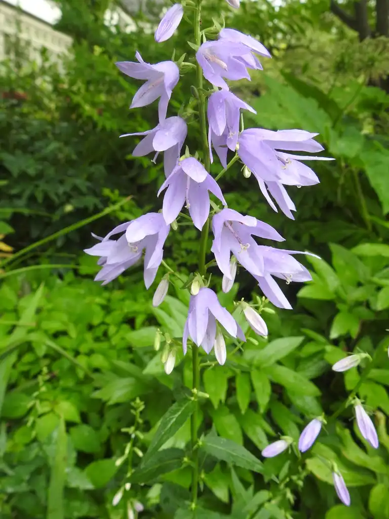 Фото Campanula trachelium (Campanula tracheliums)