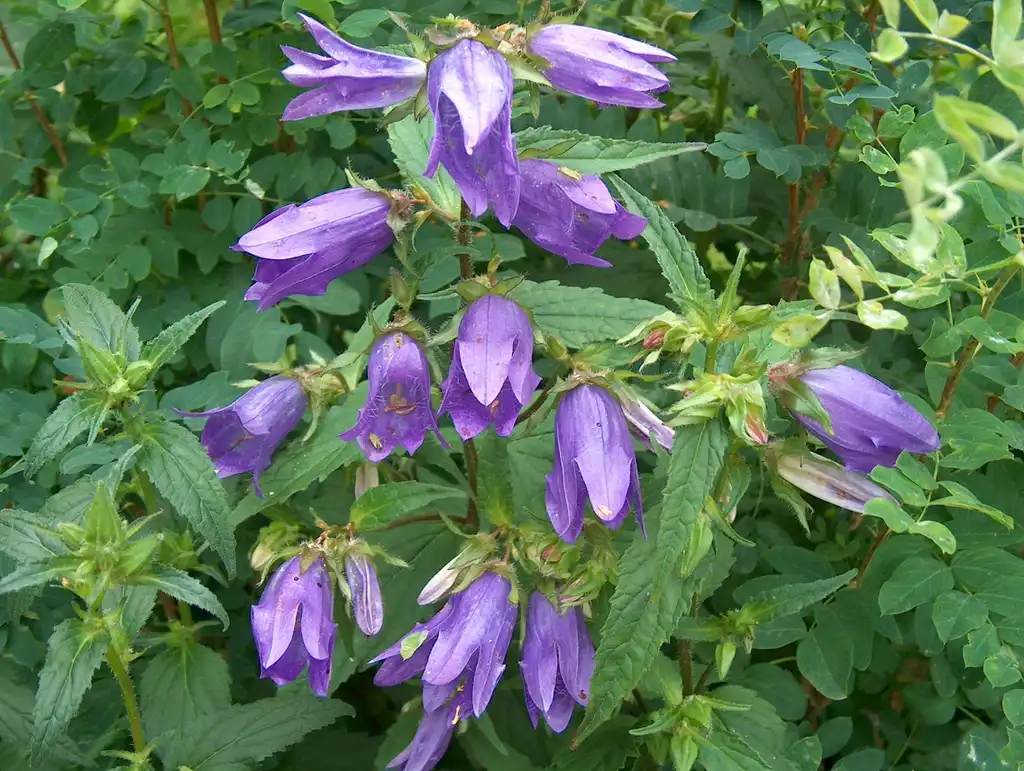 Фото Campanula trachelium (Campanula tracheliums)