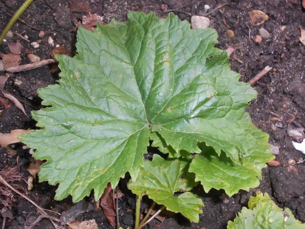 Фото Campanula trachelium - Basal leaves:Salicyna