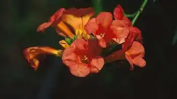 Photo of Campsis grandiflora (Campsis grandifloras)