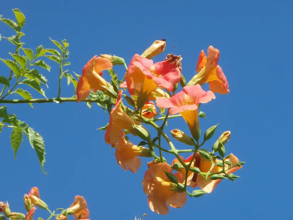 Photo of Campsis grandiflora (Campsis grandifloras)