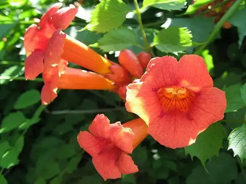 Foto de Campsis radicans (Campsis radicanss)