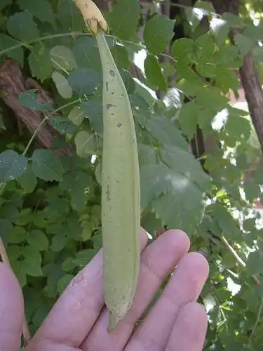 Foto de Campsis radicans (Campsis radicanss)