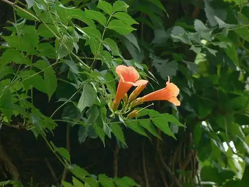 Foto de Campsis radicans - habit with flowers & leaves:Dinesh Valke