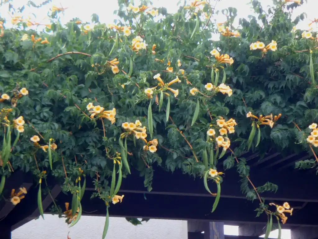 Foto de Campsis radicans - 'Flava' Flower and Leaves:Jim Robbins