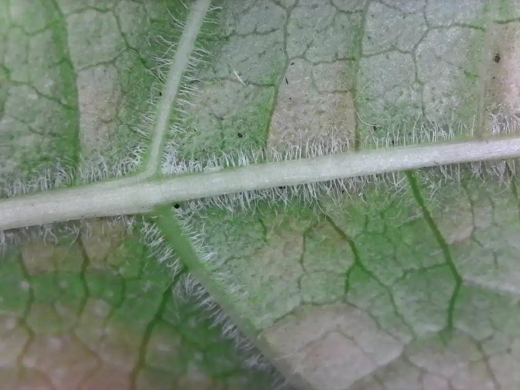 Foto de Campsis radicans - leaf closeup of underside of leaf showing hairy pubescence:Tom Glasgow