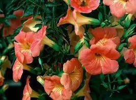 Photo of Campsis x tagliabuana (Campsis x tagliabuanas)