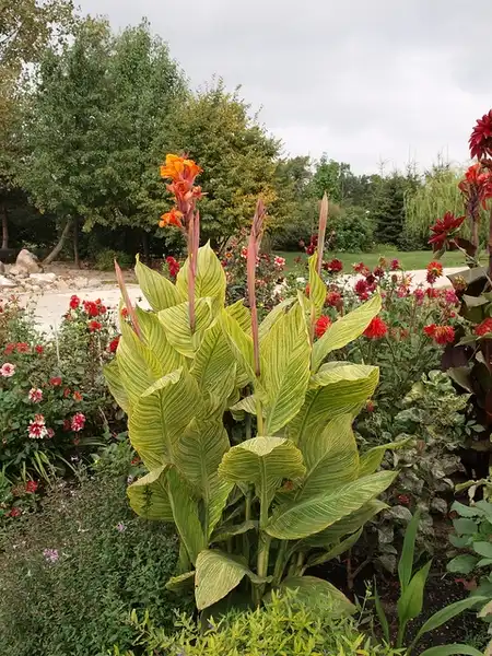 Foto de Canna americanallis var. variegata (Canna americanallis var. variegatas)