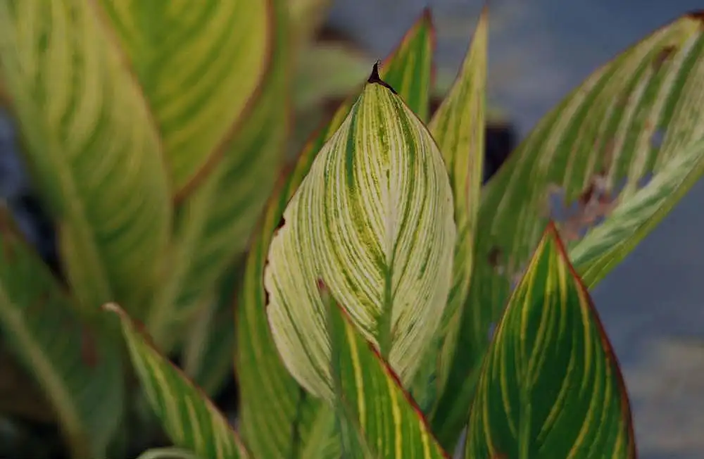 Foto de Canna americanallis var. variegata (Canna americanallis var. variegatas)