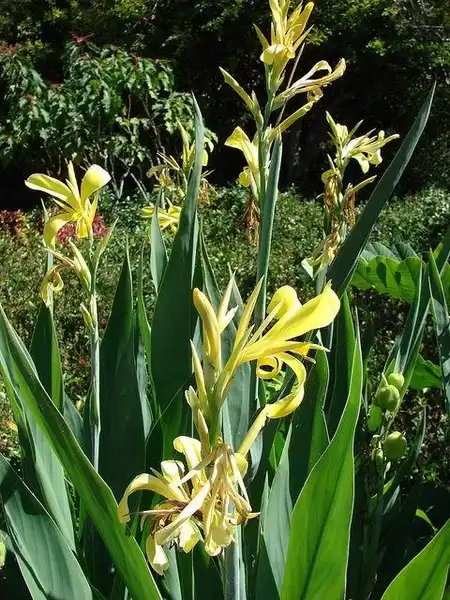 Photo of Canna glauca (Canna glaucas)