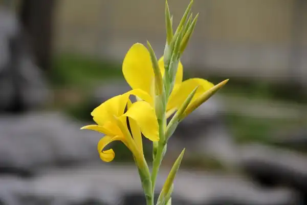 Photo of Canna glauca (Canna glaucas)