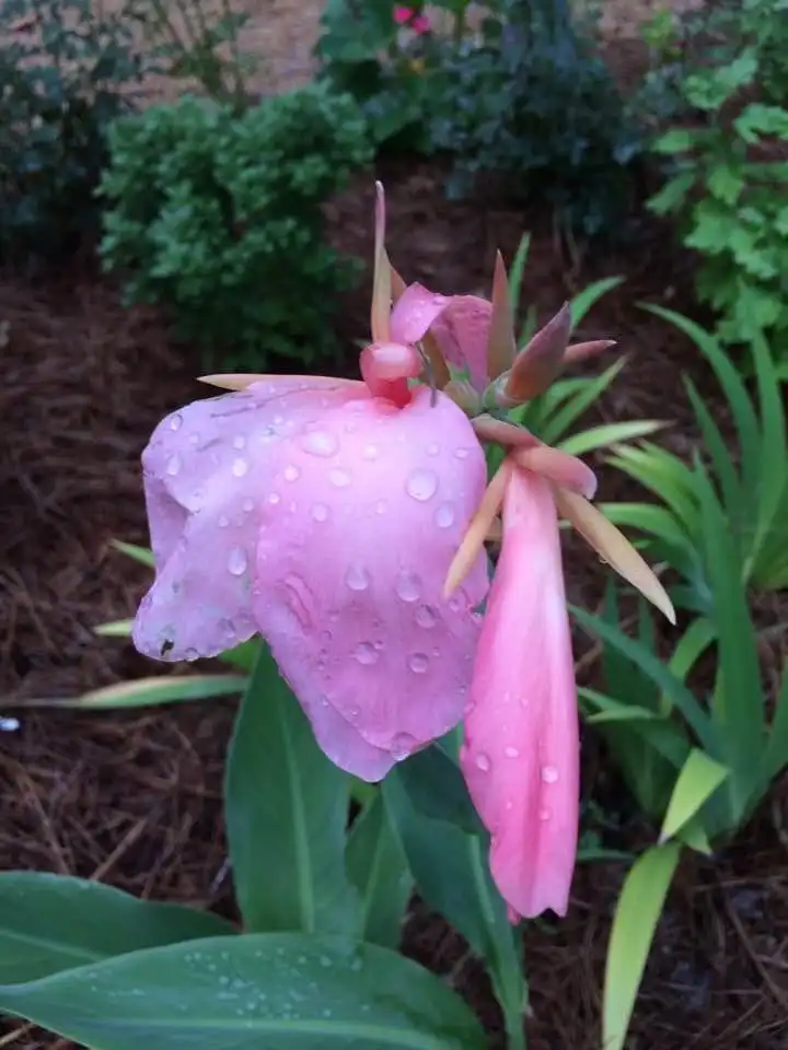 Photo of Canna glauca - 'Panache' flower:Cathy Dewitt