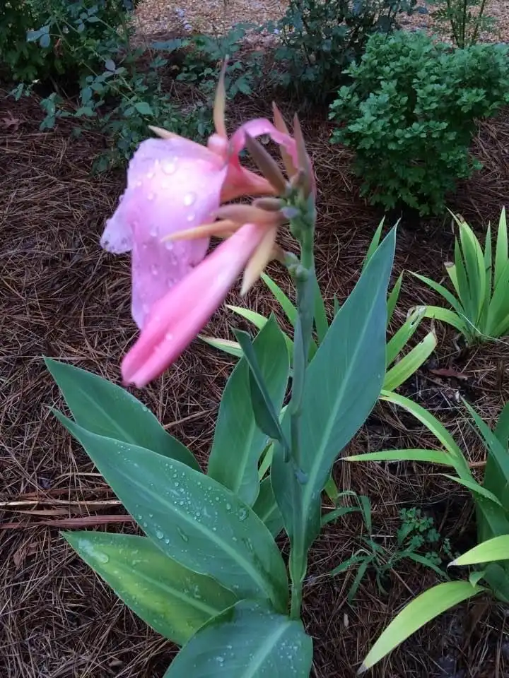 Photo of Canna glauca - 'Panache' form, Wake County, NC:Cathy Dewitt