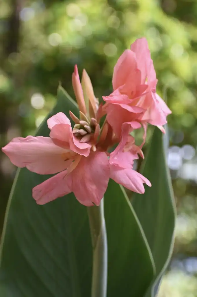 Photo of Canna glauca - 'Panache' Flower (Wake County,NC):Cathy Dewitt