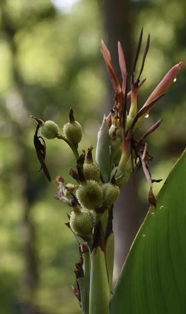 Photo of Canna glauca - 'Panache' Flower Buds (Wake County,NC)-Summer:Cathy Dewitt