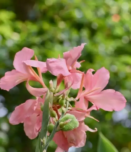 Photo of Canna glauca - Flowers and Seed Pod (Wake County,NC):Cathy Dewitt