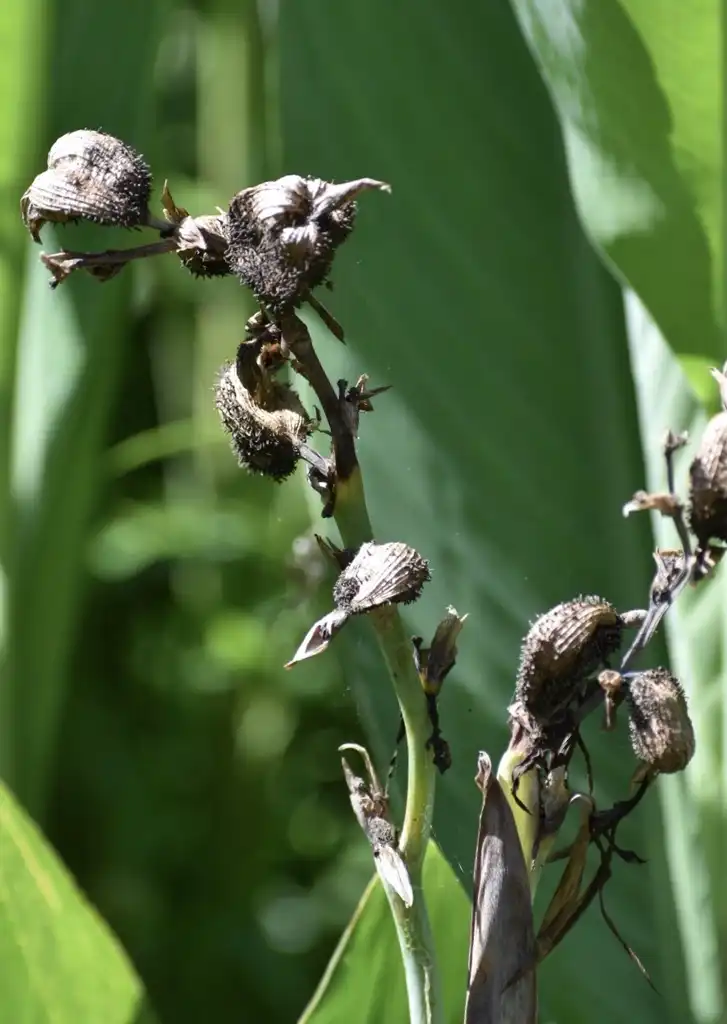 Photo of Canna glauca - Flowers and Seed Pod (Wake County,NC)-Fall:Cathy Dewitt
