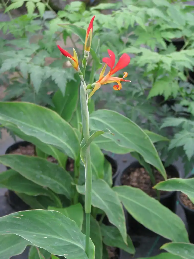 Фото Canna indica (Canna indicas)