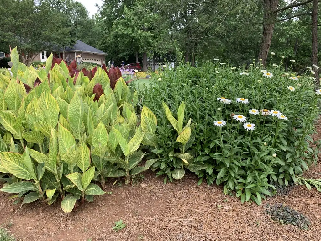Photo of Canna x generalis (Canna x generaliss)