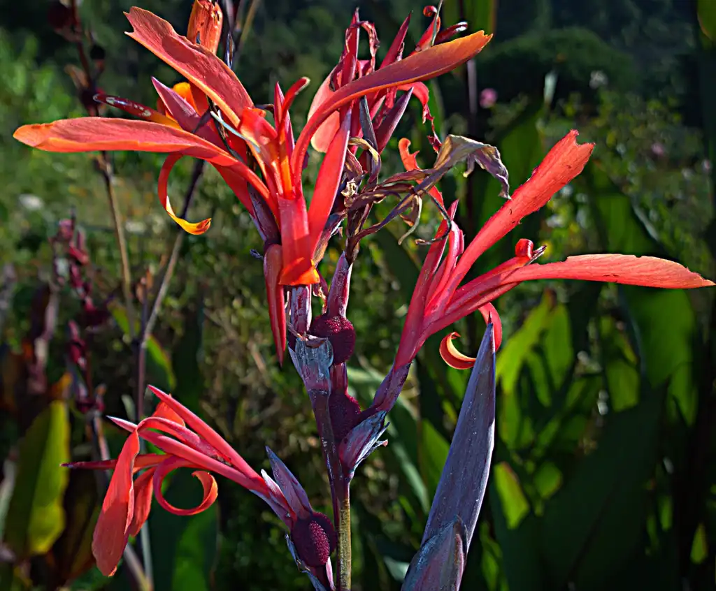 Фото Canna (Cannas)