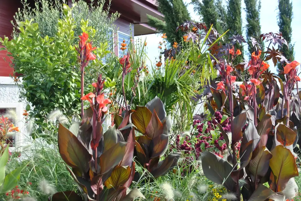 Фото Canna (Cannas)