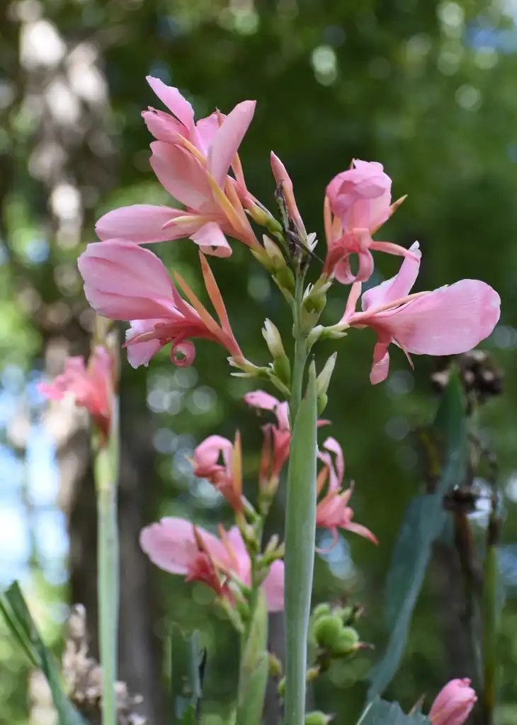 Фото Canna - 'Panache' Flowers (Warren County,NC):Cathy Dewitt