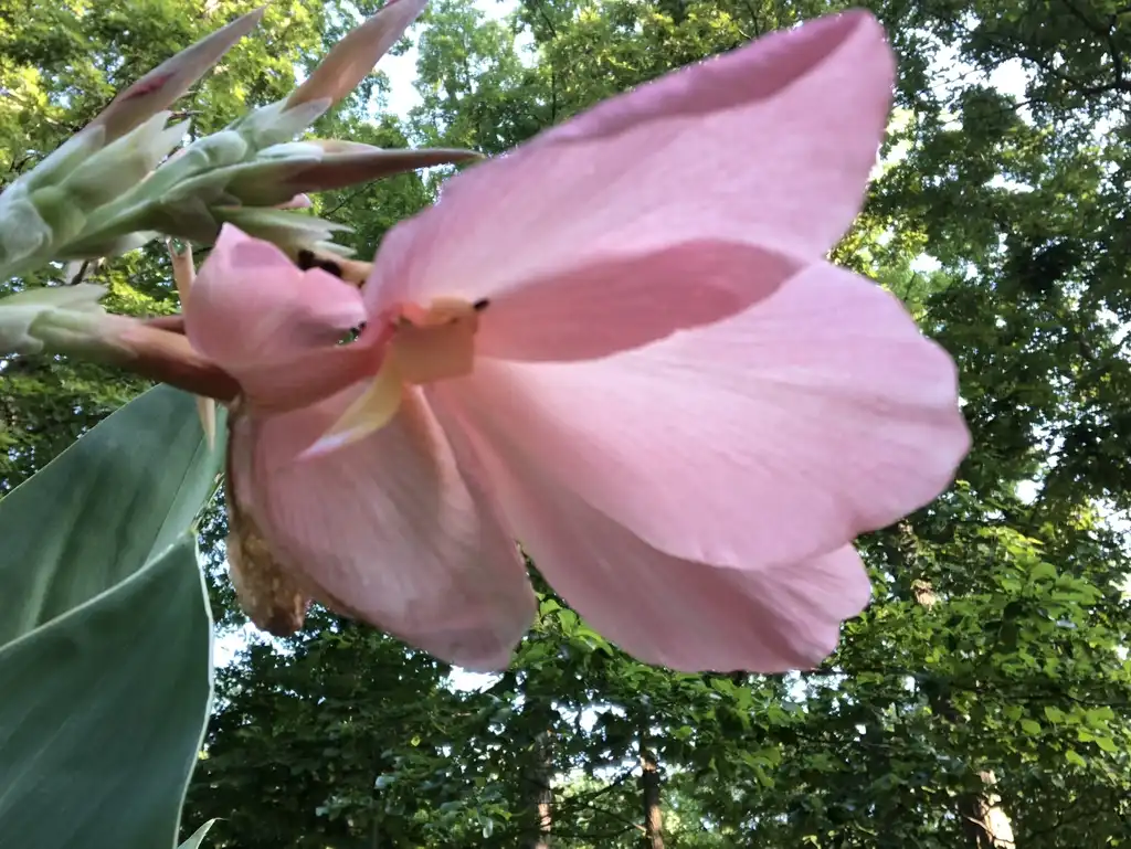 Фото Canna - 'Lily Thai' summer blossom, Wake County, NC:Cathy Dewitt