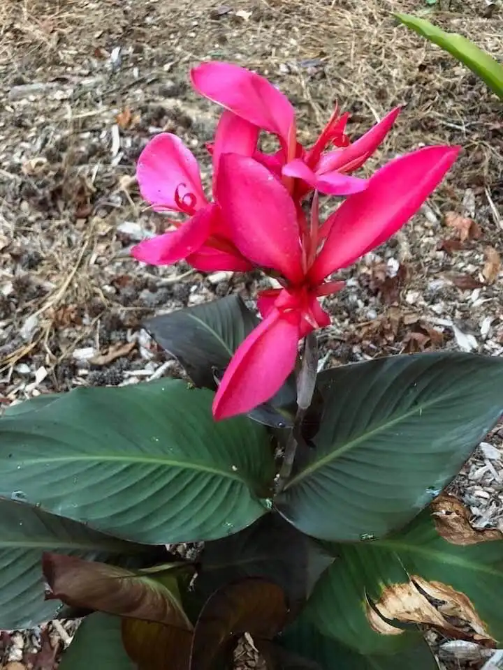 Фото Canna - Form and flower, Wake County, NC:Cathy Dewitt