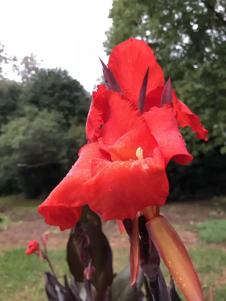 Фото Canna - Flower Close-up (Wake County, NC)-Summer:Cathy Dewitt