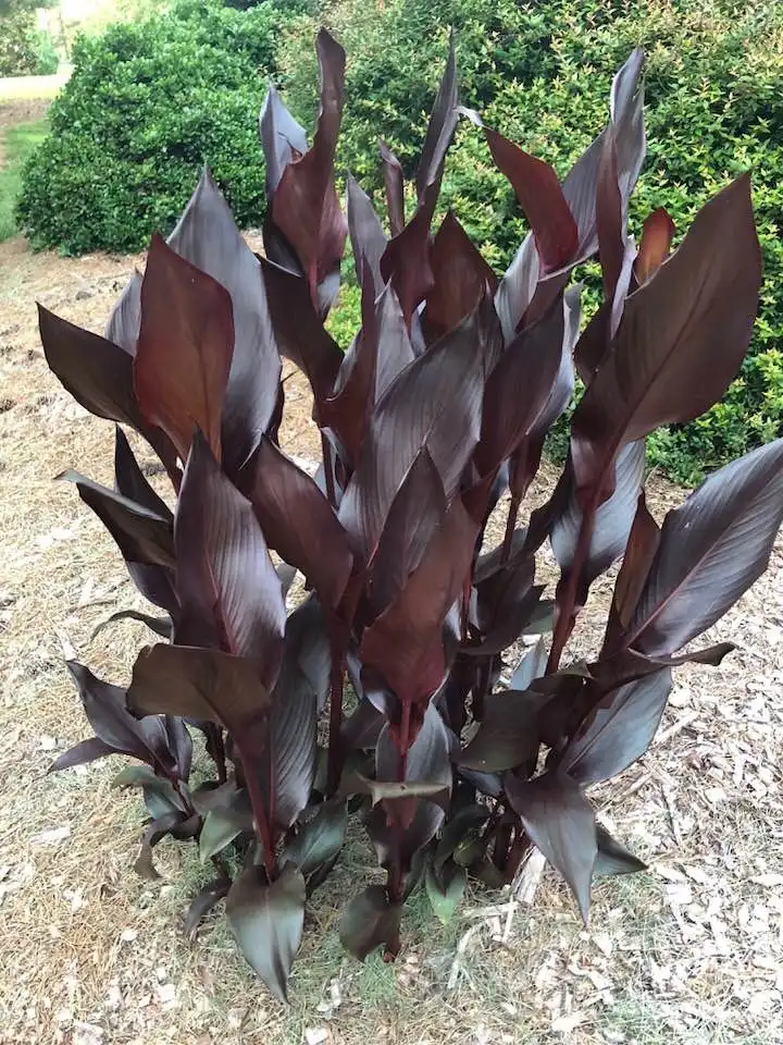 Фото Canna - Full Form (Wake County,NC)-April:Cathy Dewitt