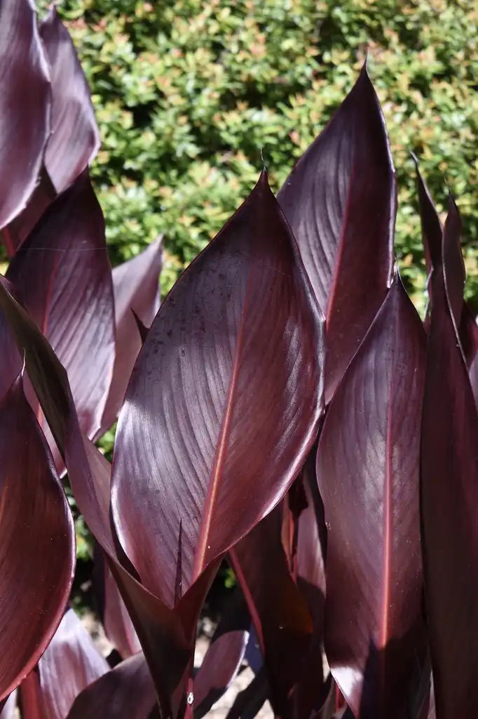 Фото Canna - Leaf Detail (Wake County,NC)-Late Spring:Cathy Dewitt