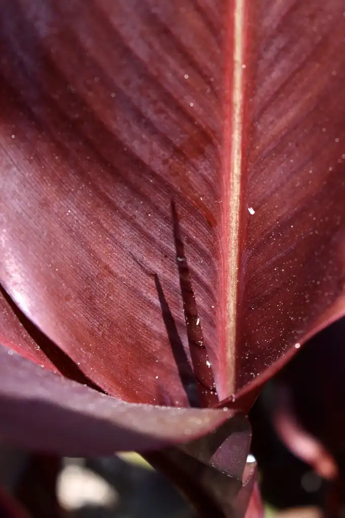 Фото Canna - Emerging Leaf (Wake County,NC):Cathy Dewitt