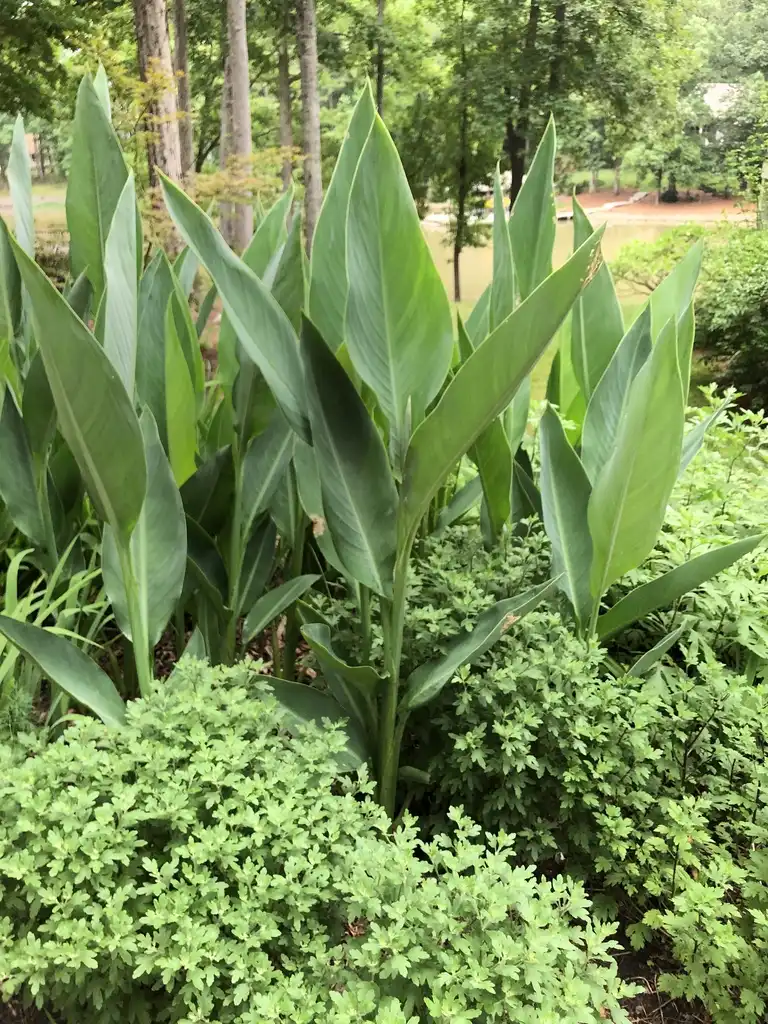 Фото Canna - Form (Warren County,NC)-Early Summer:Cathy Dewitt