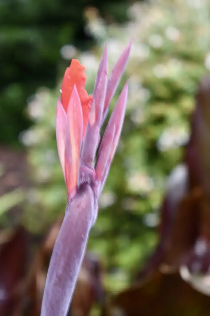Фото Canna - Flower Bud (Wake County,NC)-Summer:Cathy Dewitt