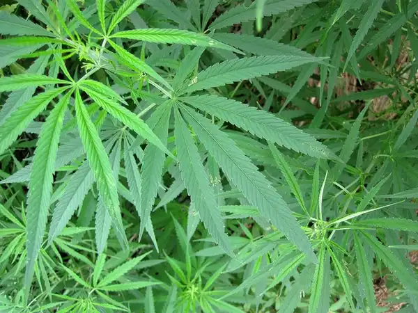 Фото Cannabis sativa (Cannabis sativas)