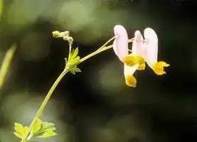 Foto de Capnoides sempervirens (Capnoides sempervirenss)