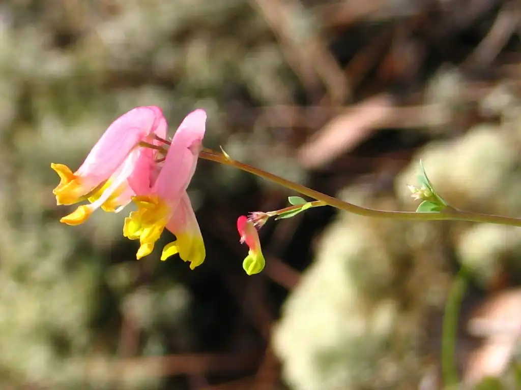 Foto de Capnoides sempervirens (Capnoides sempervirenss)