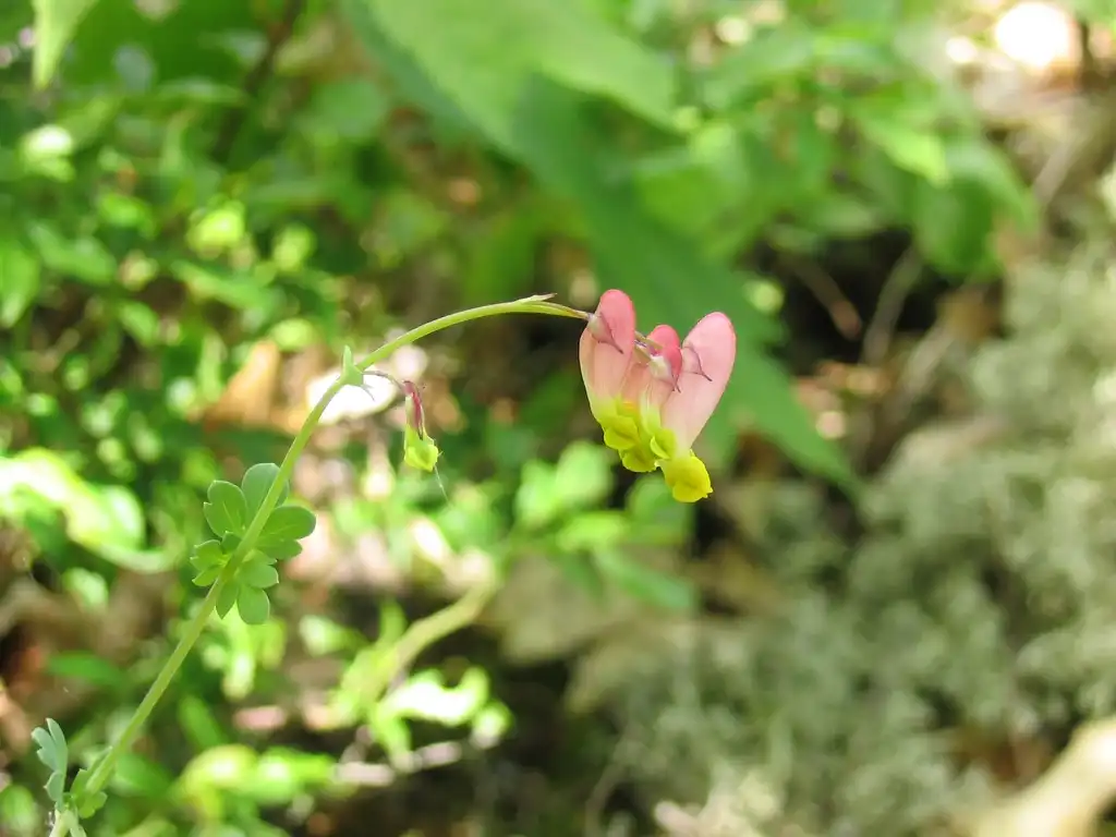 Foto de Capnoides sempervirens - leaves and flowers:Superior National Forest